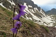 59 Soldanella alpina con vista sulla vallata 